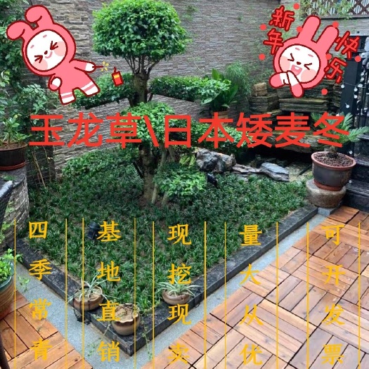 常德玉龙草-麦冬草批发