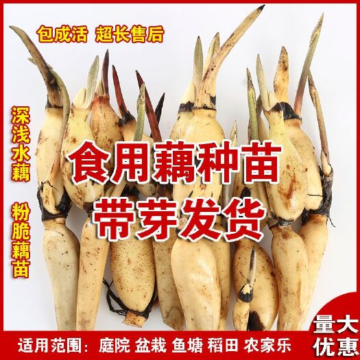 沭阳县白莲藕苗  高产食用藕苗，浅水藕苗，深水藕苗