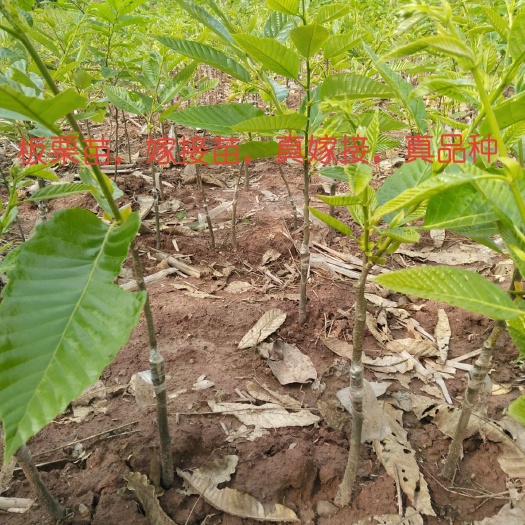 京山市红栗1号板栗树苗  大红袍挂果枝嫁接苗，当年挂果，高抗，大果，高产，1~4年苗。