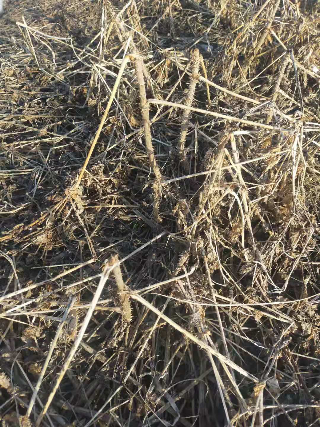刺老芽苗  刺嫩芽 刺老芽 优质苗木成活率好