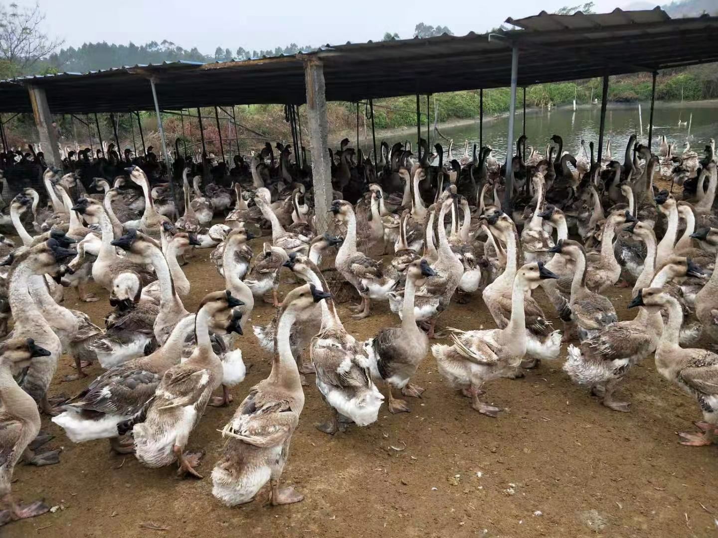 肉鹅 淘汰老鹅，13.5左右重，800羽