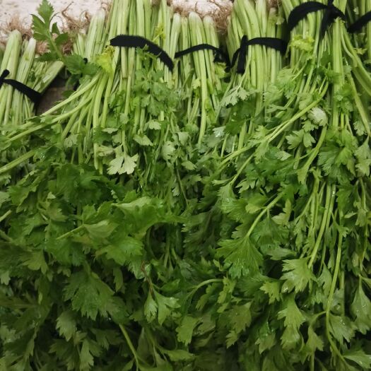 沭阳县冬芹 芹菜