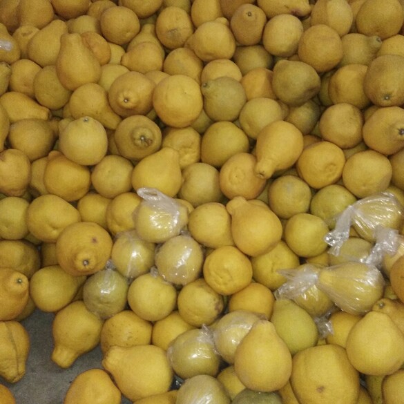  正宗容县自良沙田柚