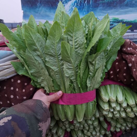 邯郸精品油麦菜