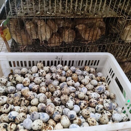 漯河精品鹌鹑蛋