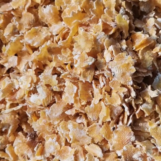 平罗县压片玉米 干玉米  玉米压片