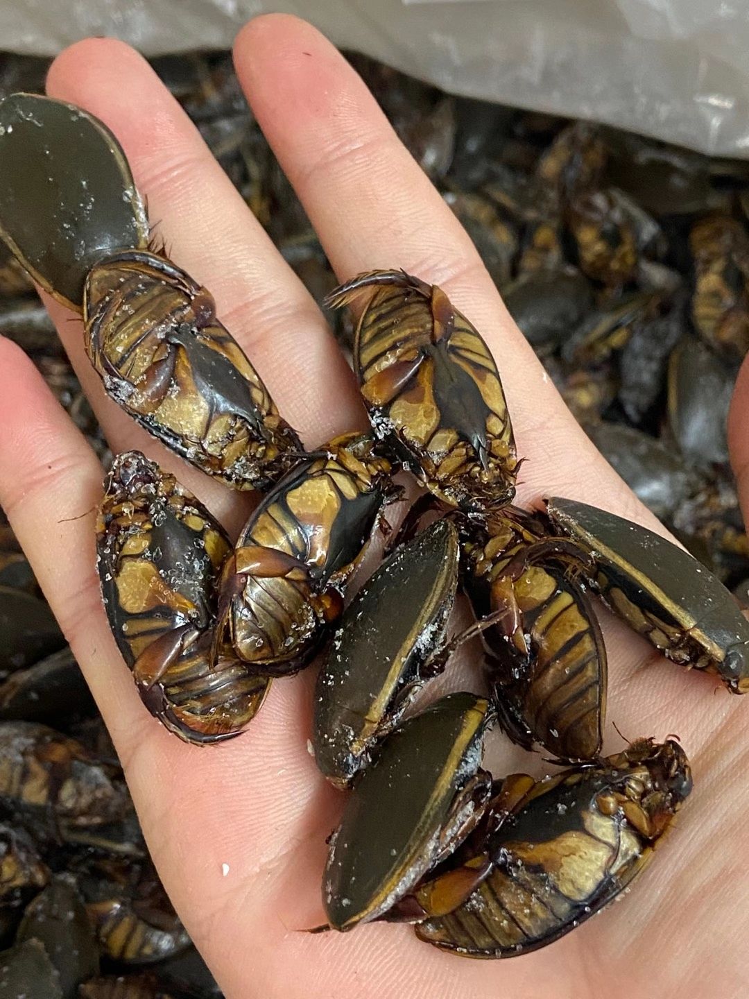 龙虱干  金边龙虱