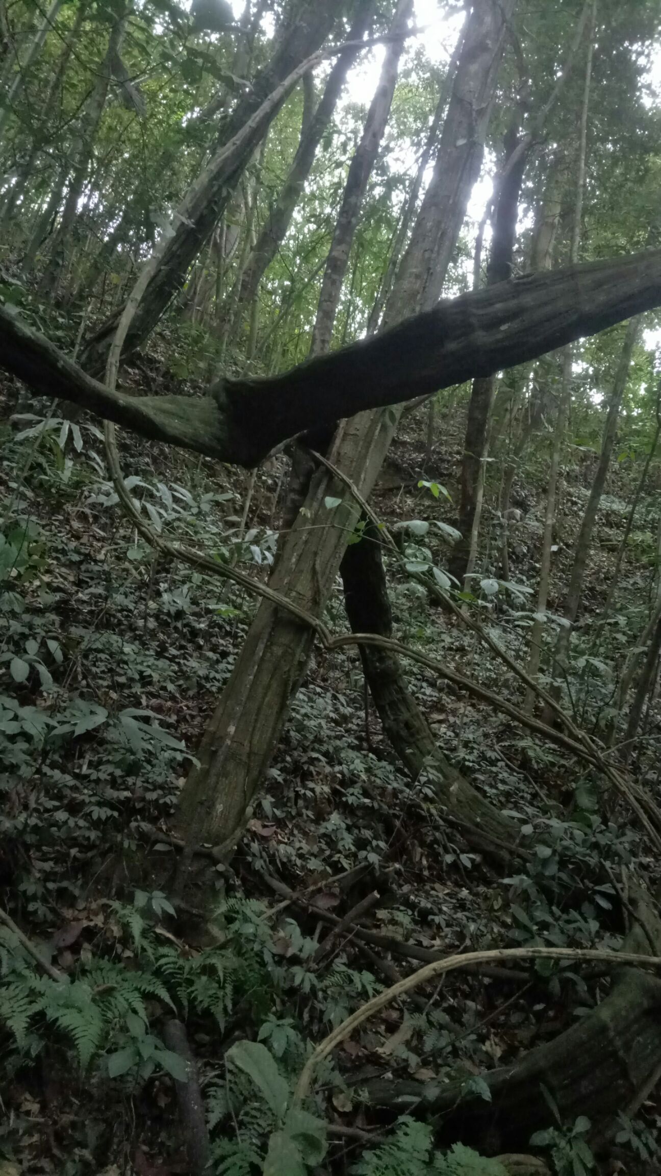 扁藤中药材，一手货原，现砍鲜货