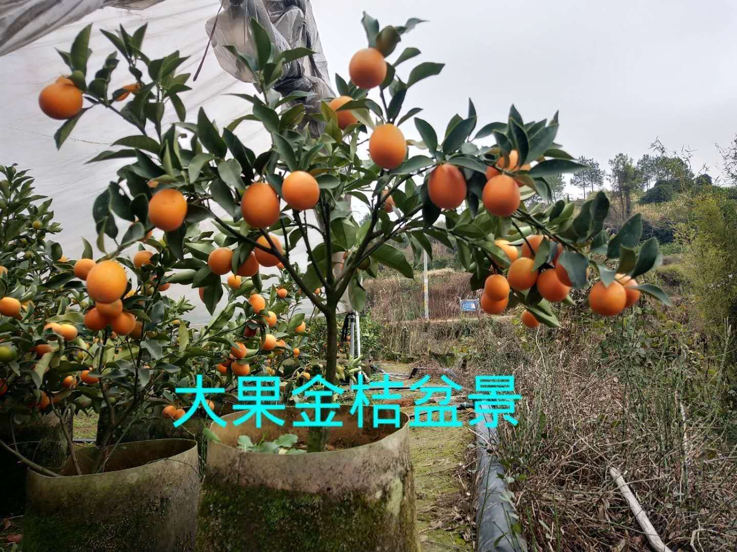 油皮金桔苗 金钱桔盆栽，盆栽，观赏及食用一体，口感甜蜜干脆，