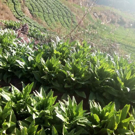 南华县白皮莴笋 露天种植贡笋，香、脆，口感非常好。