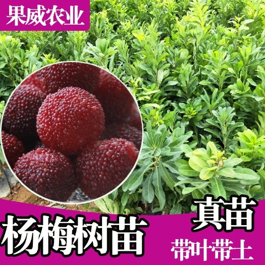 玉林 东魁杨梅树苗  嫁接杯苗 果大汁多 品种保证易成活