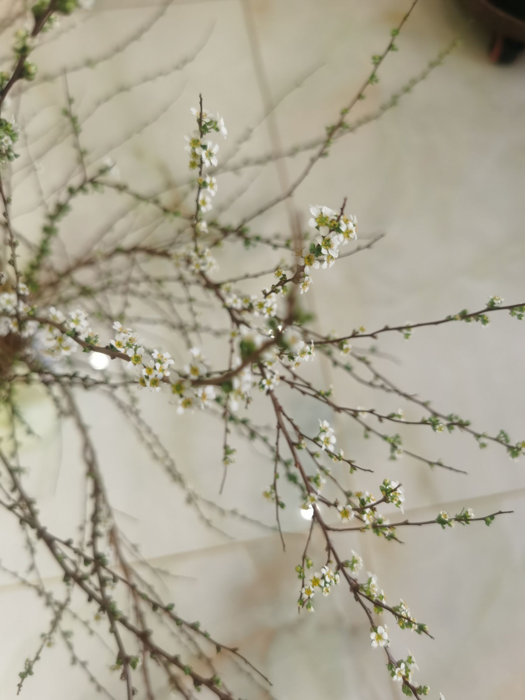 产地批发 干枝花雪柳 喷雪花鲜切花 珍珠绣线菊 雪柳水瓶插花