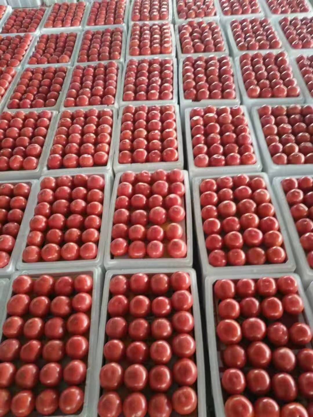 硬粉西红柿  西红柿，山东产地直发，大量批发质量好，价格优，