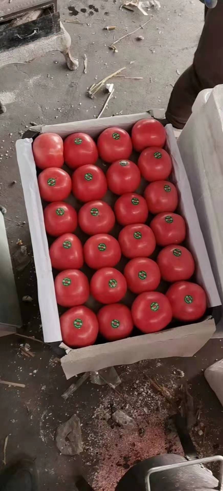 硬粉西红柿  西红柿，山东产地直发，大量批发质量好，价格优，