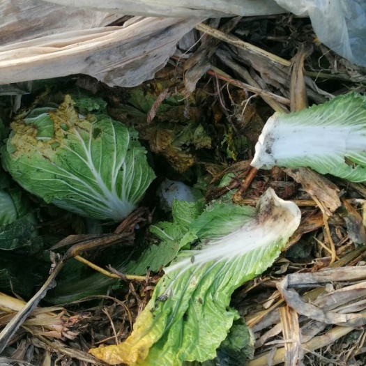 西安青杂三号白菜 西安市临潼区青杂三白菜大量有货，需要的客户可以联系我。