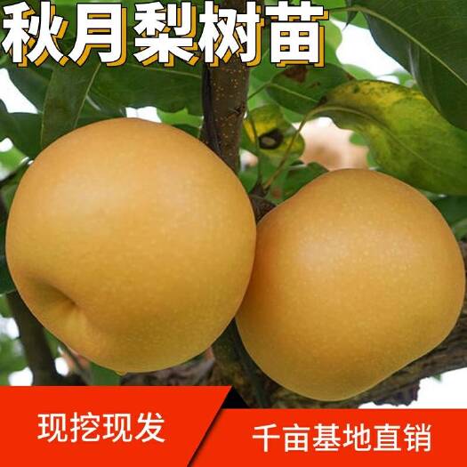 平邑县秋月梨树苗  皮薄肉多甜度高水分高秋月梨嫁接苗南北方均可种植