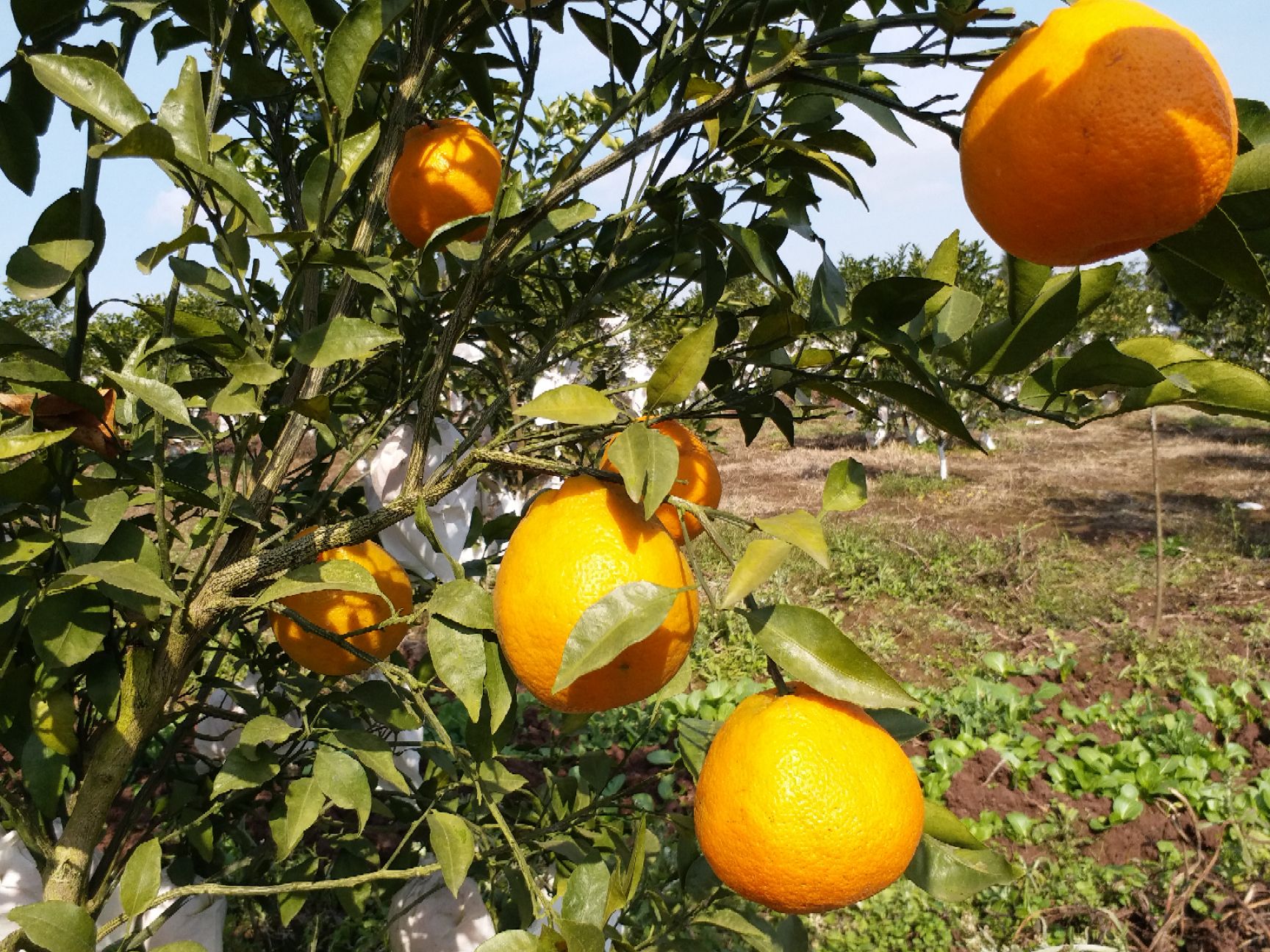 耙耙柑  自家种植，耙耙桔。