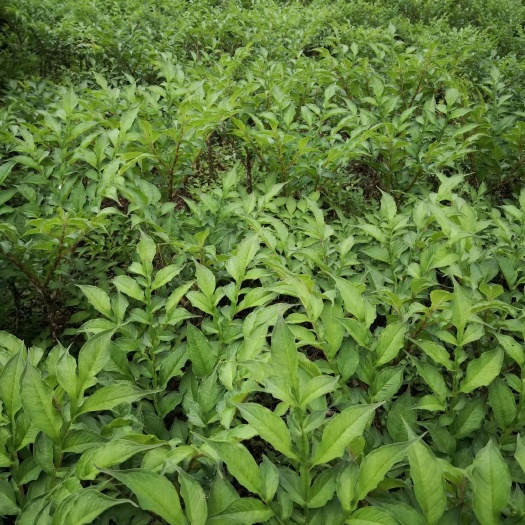 富源县 基地精品魔芋种子开始出售了