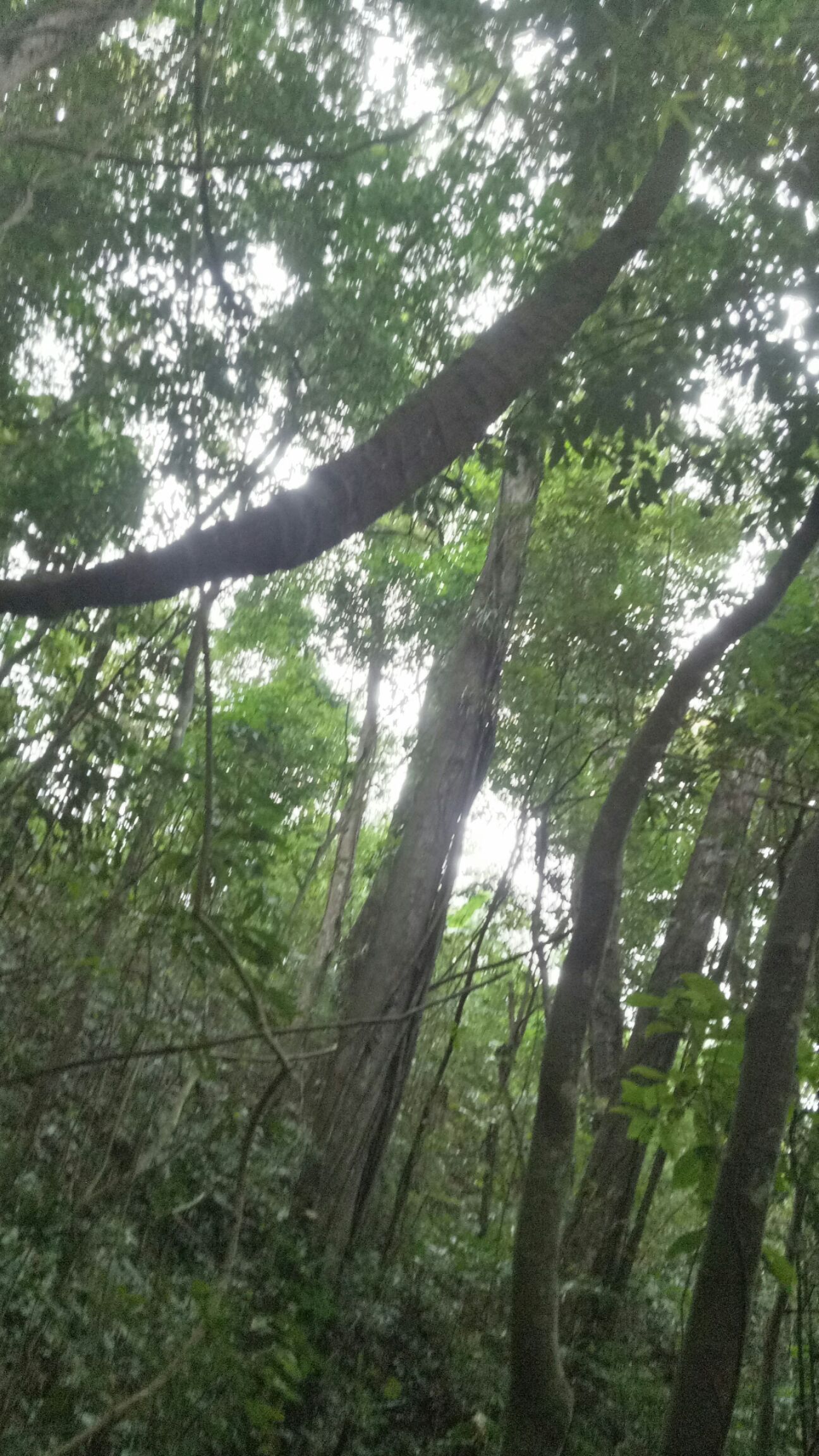 扁藤中药材，一手货原，现砍鲜货