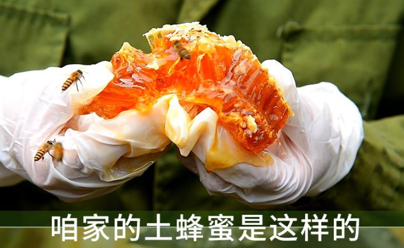 阳江土蜂蜜 大山味道2020年天然广东鸭脚木蜂蜜结晶冬季蜂蜜