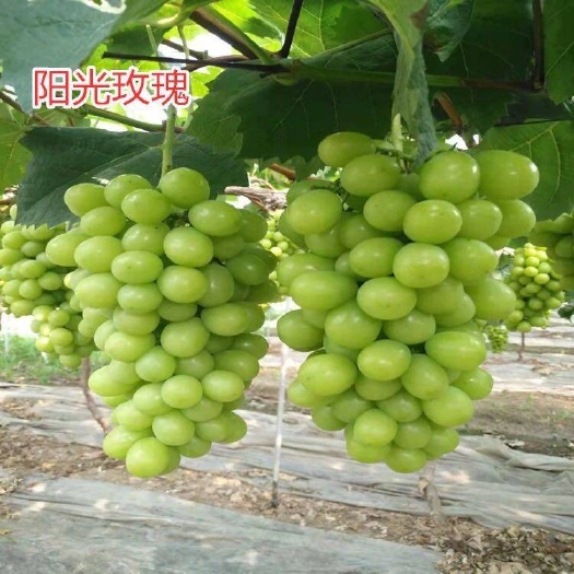 平邑县阳光玫瑰葡萄苗  嫁接苗   现挖先发   量多价格优惠