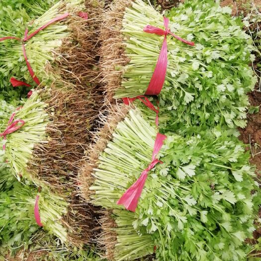 南召县 芹菜