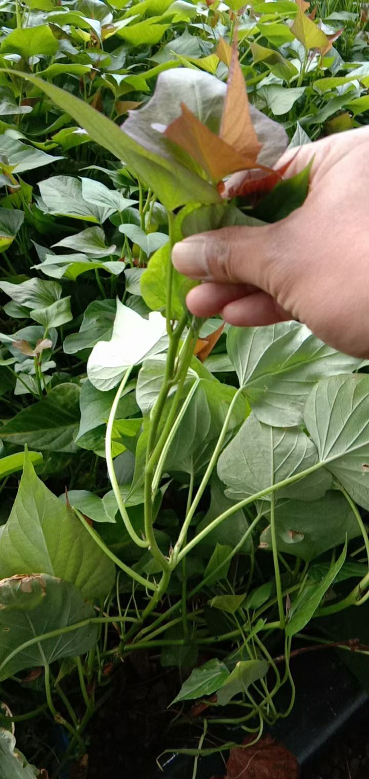 西瓜红 烟薯25流糖蜜薯红薯苗