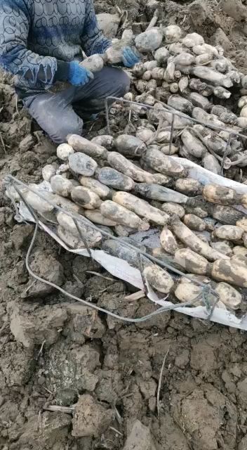 鄂莲6号 精品白莲藕