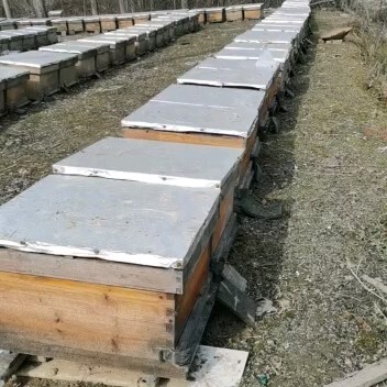 老河口市意大利蜜蜂，繁殖快，产蜜高，抗病能力强是养殖爱好者。