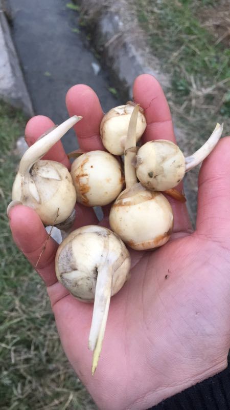 慈菇 精品白茨菇