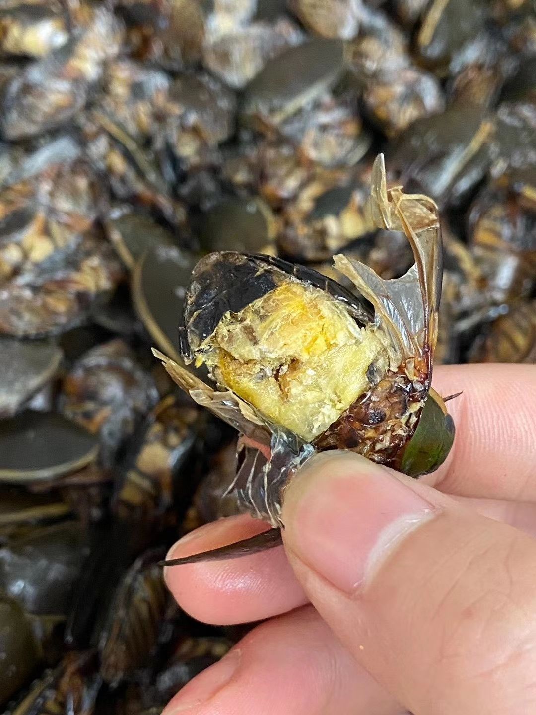 龙虱干  金边龙虱