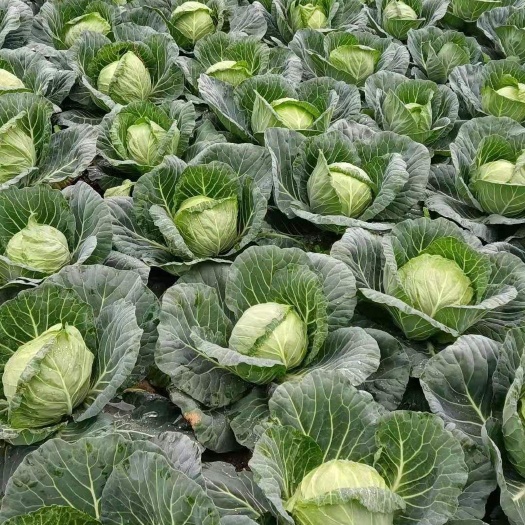 新野县中甘系列  甘蓝绿色食品