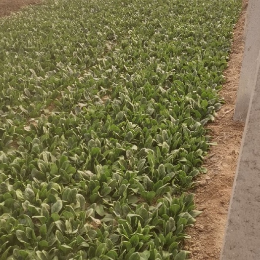  精品菠菜，小菠菜12-15公分