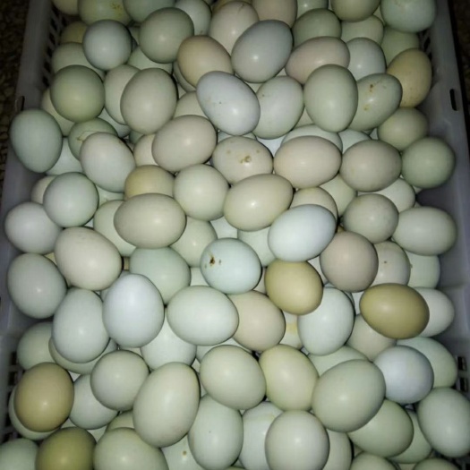 衡阳高品质土鸡蛋