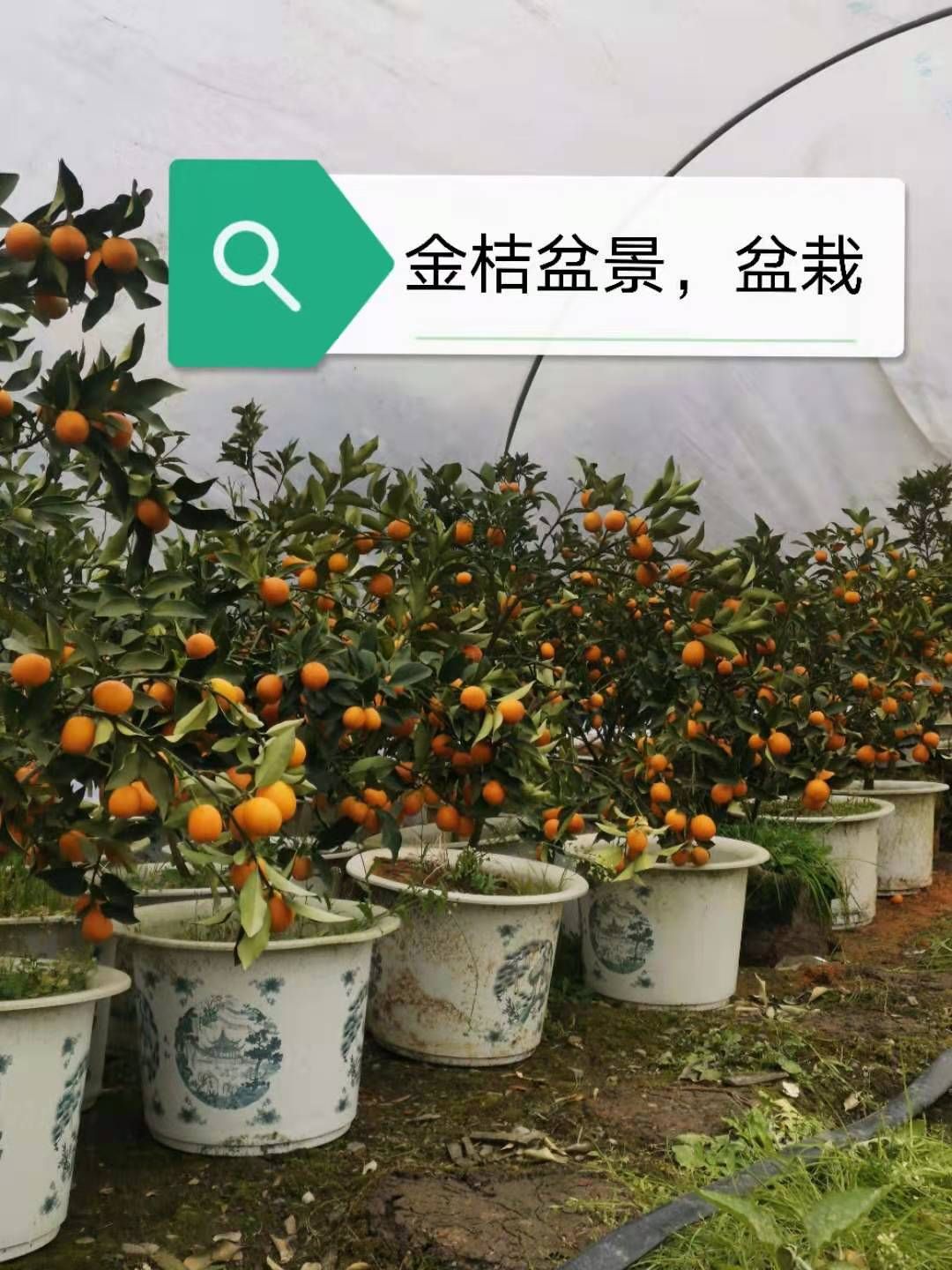 油皮金桔苗 金钱桔盆栽，盆栽，观赏及食用一体，口感甜蜜干脆，