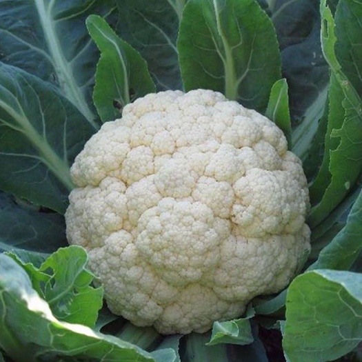 上饶白花菜花 散花，青梗散花，花菜