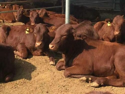 鄂托克旗肉牛繁殖基地现售大小利木赞肉牛