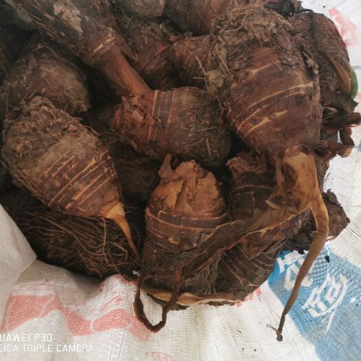 英德市香芋  香 粉 糯