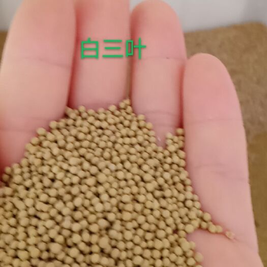 常州三叶草种子  草坪专用绿化草籽