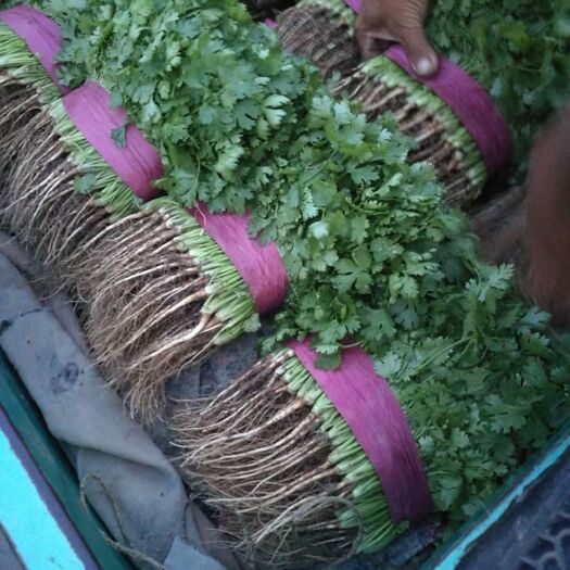邯郸香菜 大叶香菜   本地暖棚种植 质量好 有保障