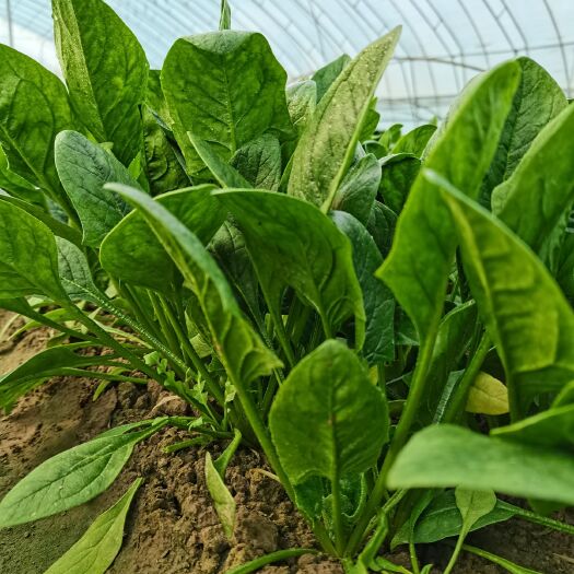 曹县大叶菠菜  新鲜生菜菠菜香菜组合现采现发鲜嫩菜叶健康绿色无污