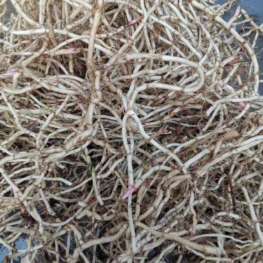 江油市鱼腥草根 新鲜的折耳根（鱼腥草）价格好商量