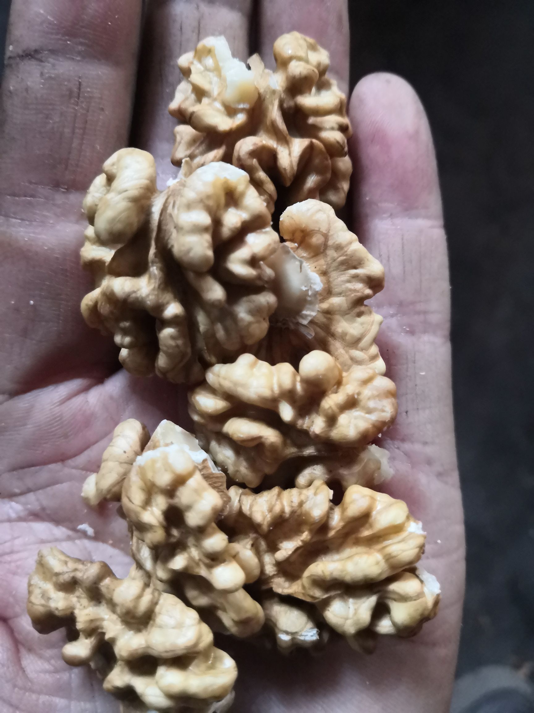 清香核桃 河南灵宝朱阳特产