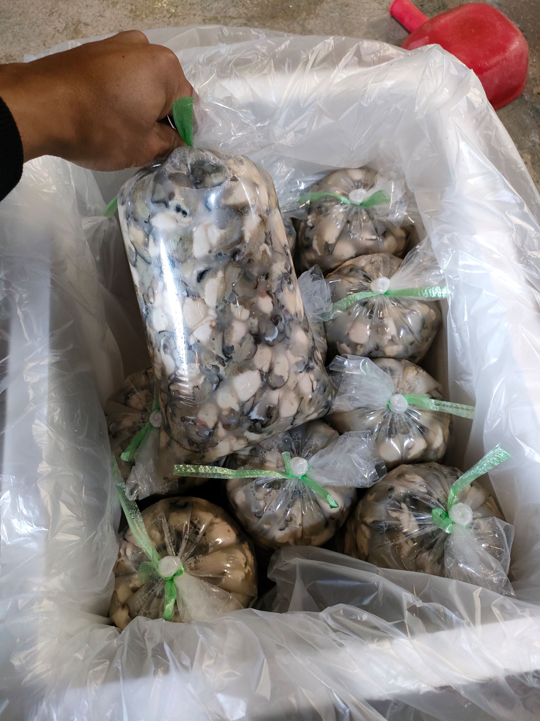 长牡蛎  现剥鲜活乳山生蚝肉牡蛎肉海蛎子肉火锅烧烤新鲜海鲜去壳纯生蚝肉