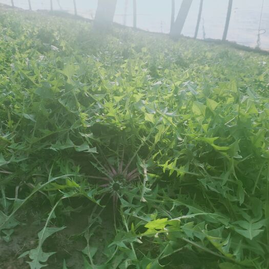 北镇市蒲公英菜  婆婆丁 大量现货