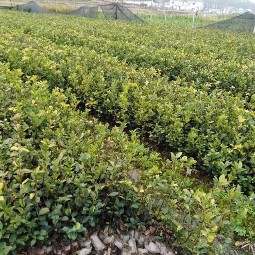 奉新县油茶树苗  供两年嫁接油茶容器苗