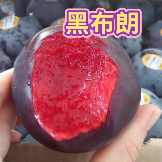 平邑县黑布林苗  黑布林黑布朗南北方可种植 两大优惠