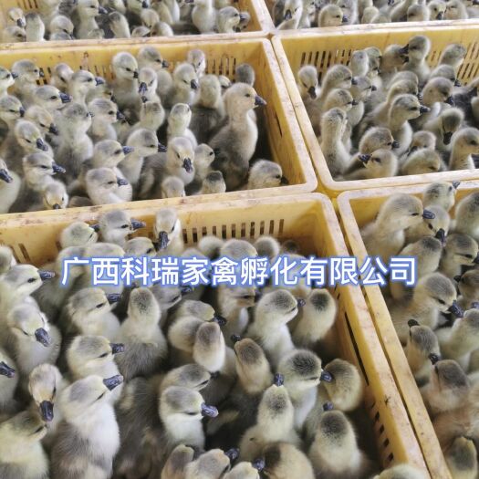 南宁狮头鹅苗  特大种灰鹅纯品种     汕头狮头鹅