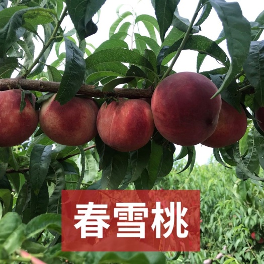 平邑县春雪桃树苗  嫁接桃苗当年结果南北方均可种植