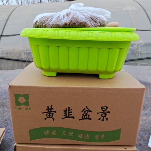 威县韭黄  威县黄韭盆景中盆小盆批发，黄韭根批发